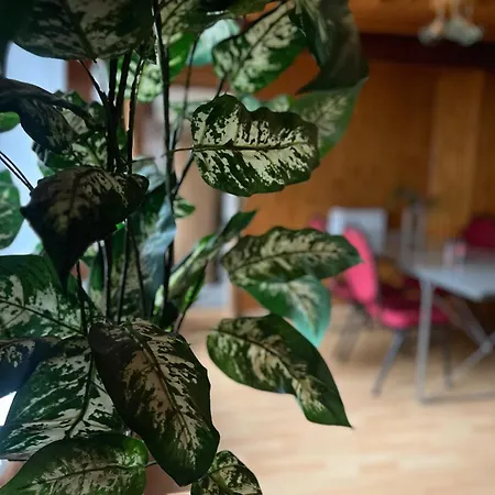 Drei Linden Harz בית נופש Wolfenbüttel